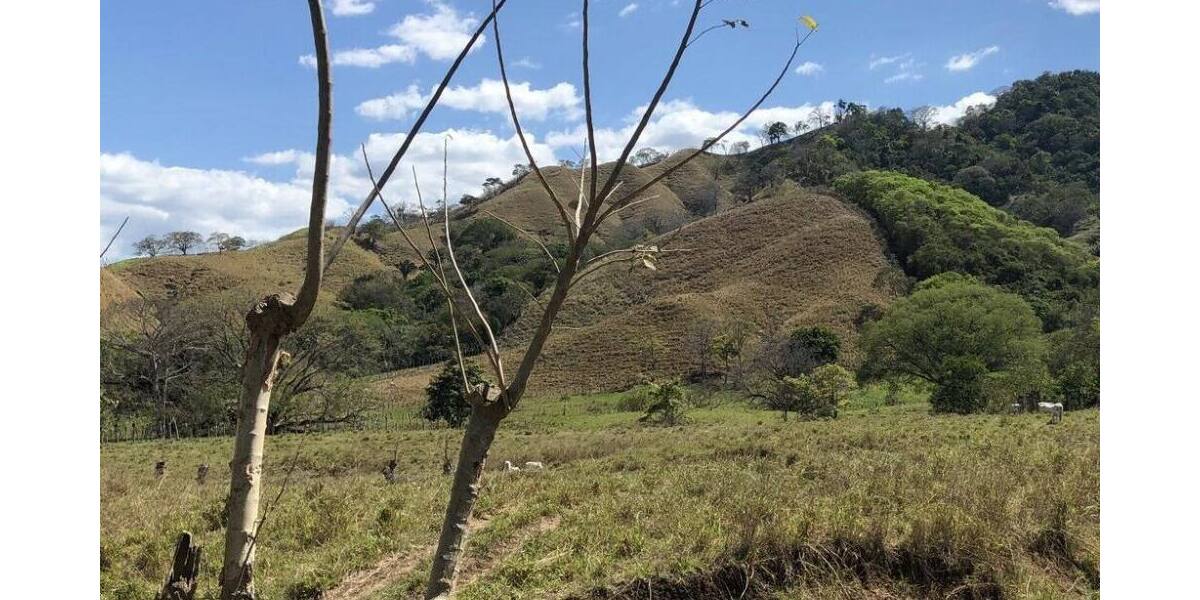 Grundstück in Costa Rica in einer der blauen Zonen der Erde - Grundstück Köln | Angebot:6359382