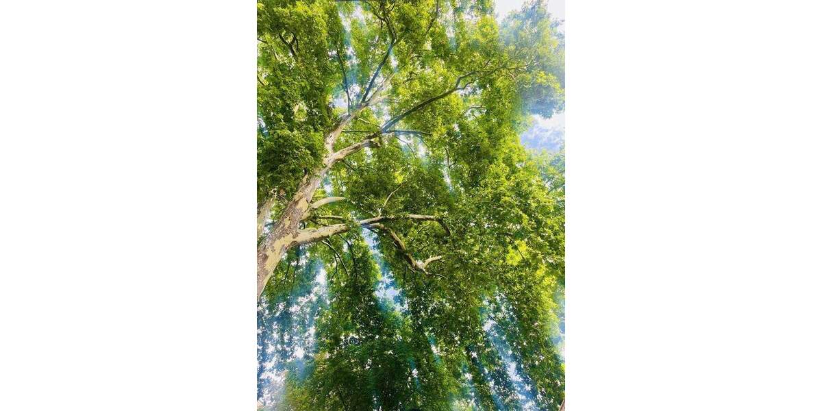 Einfamilienhaus Köln Altstadt-Nord - 3 Zimmer, 175 m&sup2;, 1.500.000&euro; | Angebot:25775943