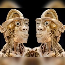 Ausstellung ECHTE KÖRPER 16.05.2026 Alte Papierfabrik