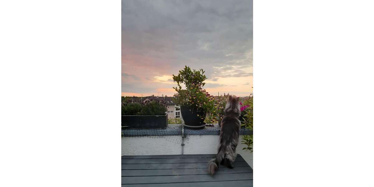 Etagenwohnung Bergisch Gladbach Gronau - 7 Zimmer, 192 m&sup2;, 710.000&euro; | Angebot:25373149