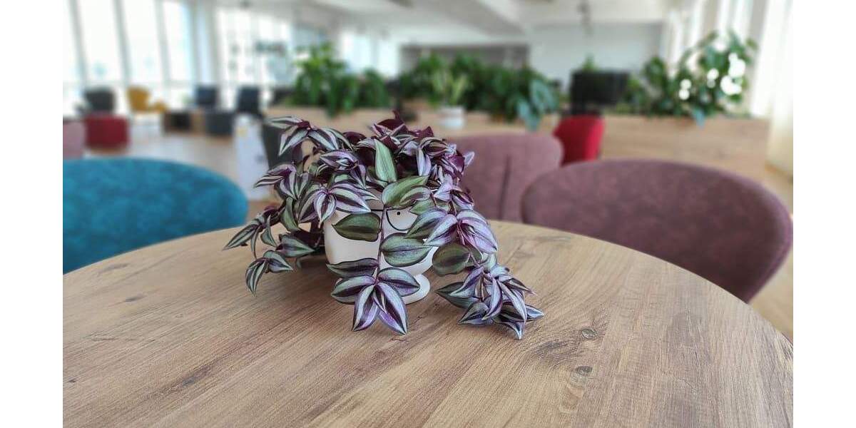 Gewerbeobjekt Neuss Grimlinghausen - 2.800&euro; | Angebot:25881229