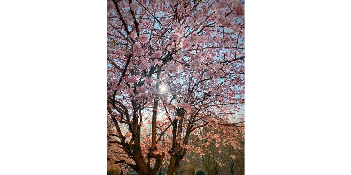 Etagenwohnung Ratingen Tiefenbroich - 3 Zimmer, 79 m&sup2;, 225.000&euro; | Angebot:26313064